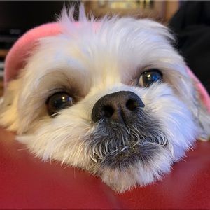 Meet your Posher, Laura